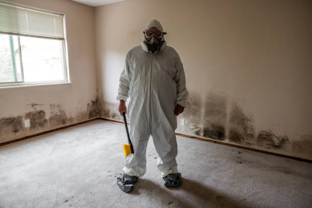 Best Black Mold Remediation in Ferdand, IN